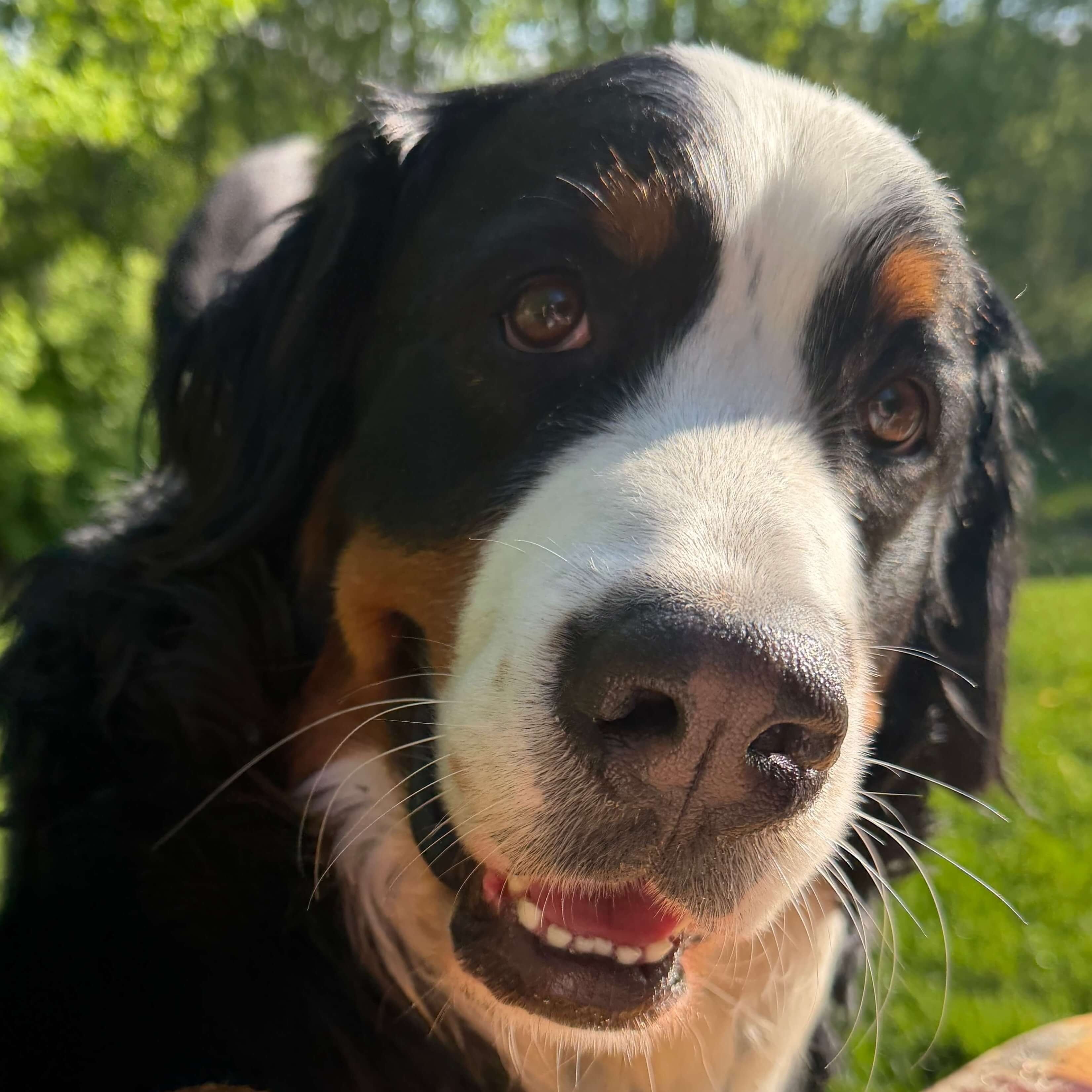 The photo the portrait was drawn from. A Bernese mountain dog looks straight into the camera in bright sunlight, head tilted and mouth slightly open, with green grass and trees behind.