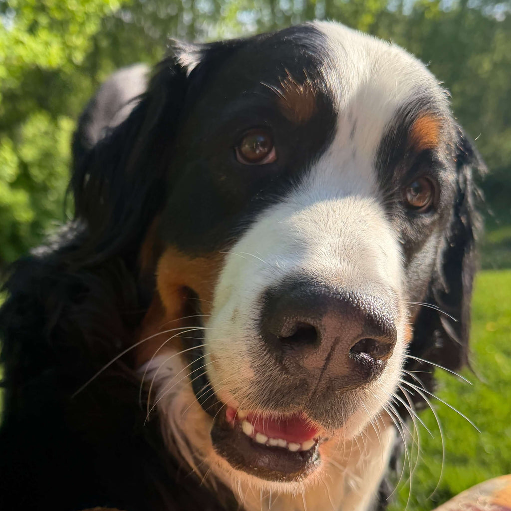 The photo the portrait was drawn from. A Bernese mountain dog looks straight into the camera in bright sunlight, head tilted and mouth slightly open, with green grass and trees behind.