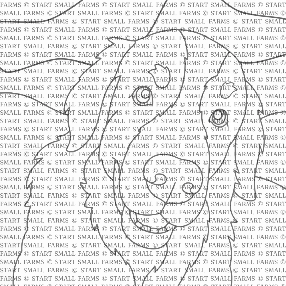 The line-art template drawn from the same photo: Maggie's outline broken into the shapes you cut and fill with fabric, shown under a repeating 'START SMALL FARMS' copyright watermark.